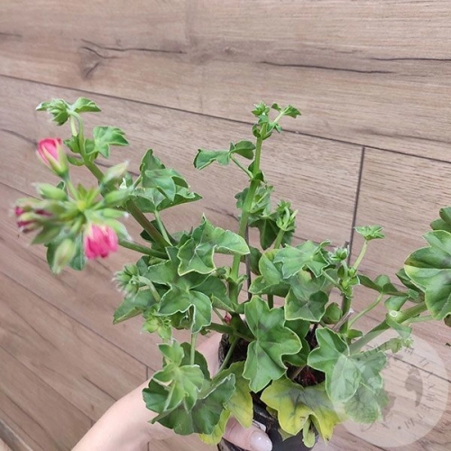 Пеларгония в магазине Цветы Планеты