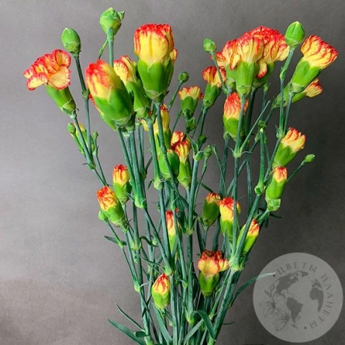 9 гвоздик кустовых желто-красных