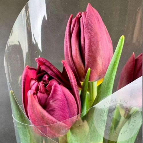 3 бордовых пионовидных тюльпана в магазине Цветы Планеты