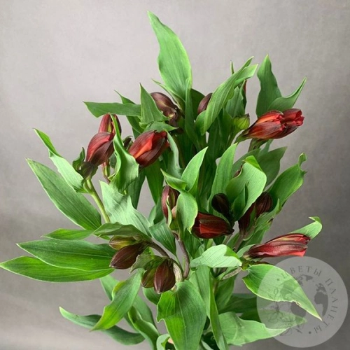 5 Альстромерий красных