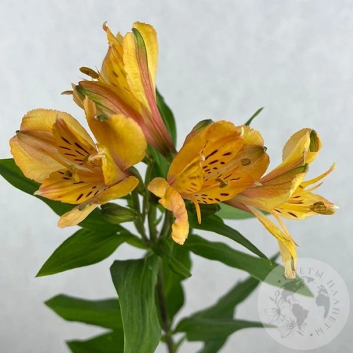 Альстромерия желтая