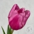 Тюльпан бордовый в магазине Цветы Планеты