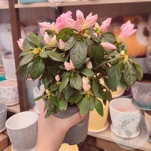 Азалия нежно-розовая в магазине Цветы Планеты