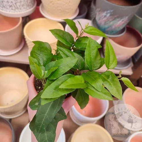 Хедера в магазине Цветы Планеты