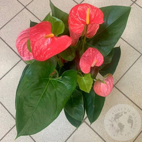 Антуриум или Мужское счастье в магазине Цветы Планеты Антуриум или Мужское счастье