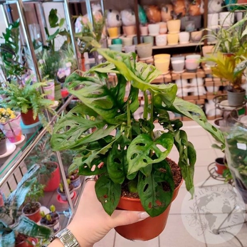 Монстера Манки Мэск