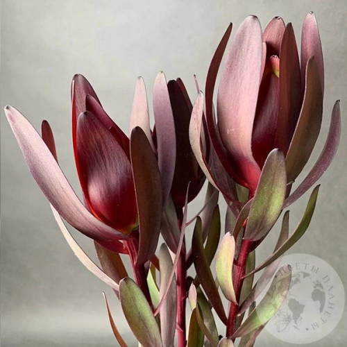 Леукадендрон 3 шт. в магазине Цветы Планеты