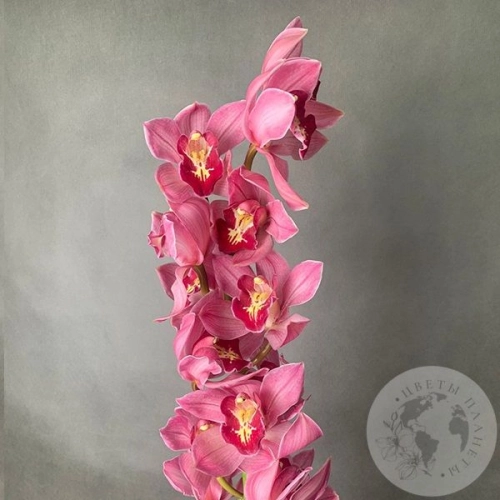 Орхидея Цимбидиум розовая