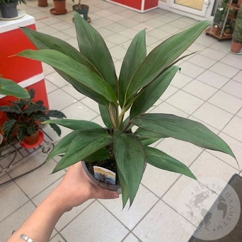 Кордилина Рубма в магазине Цветы Планеты Кордилина Рубма