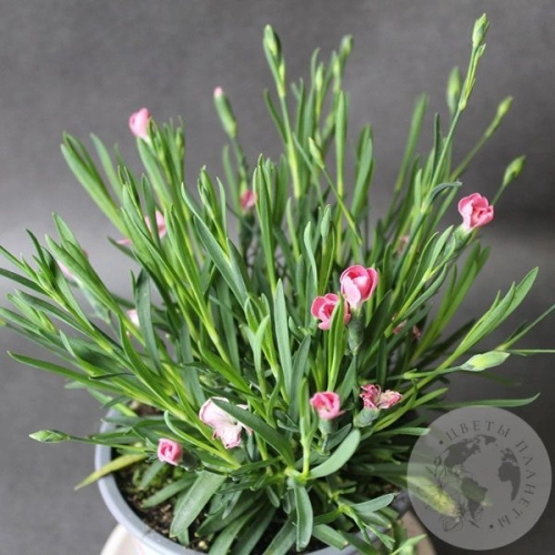 Гвоздика комнатная в магазине Цветы Планеты