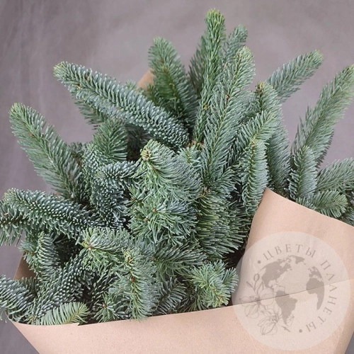 Букет из нобилиса 3 ветки в магазине Цветы Планеты