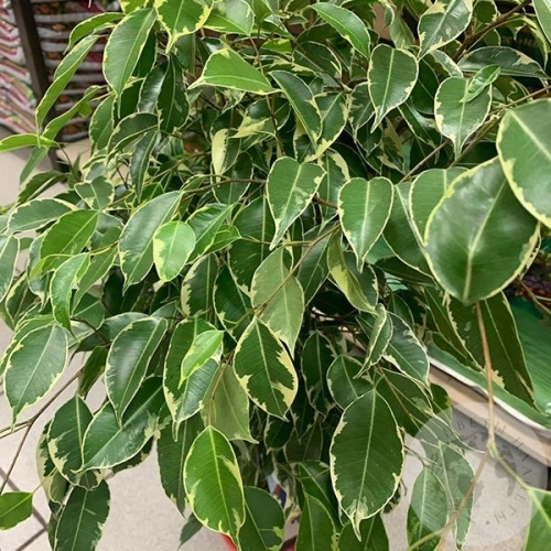 Фикус в магазине Цветы Планеты Фикус