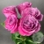 5 роз пионовидных 50 см. 5 роз пионовидных 50 см. в магазине Цветы Планеты