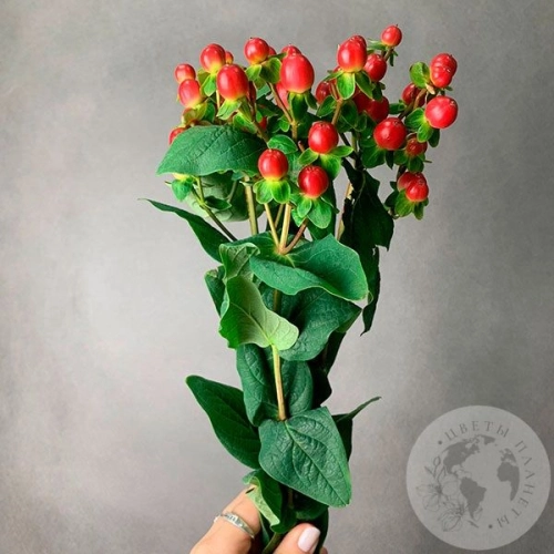 Гиперикум красный 3 шт. в магазине Цветы Планеты