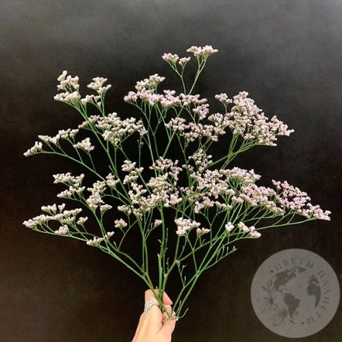 Лимониум розовый 3 шт. Лимониум розовый 3 шт. в магазине Цветы Планеты