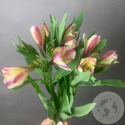 3 Альстромерии желто-розовых