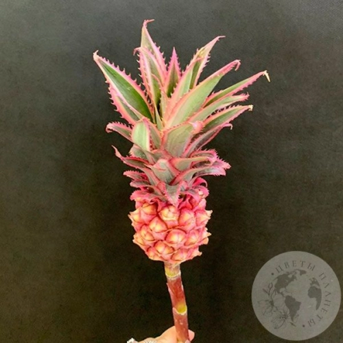 Ананас в магазине Цветы Планеты