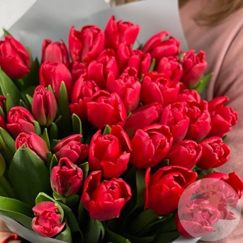 51 тюльпан красный в магазине Цветы Планеты