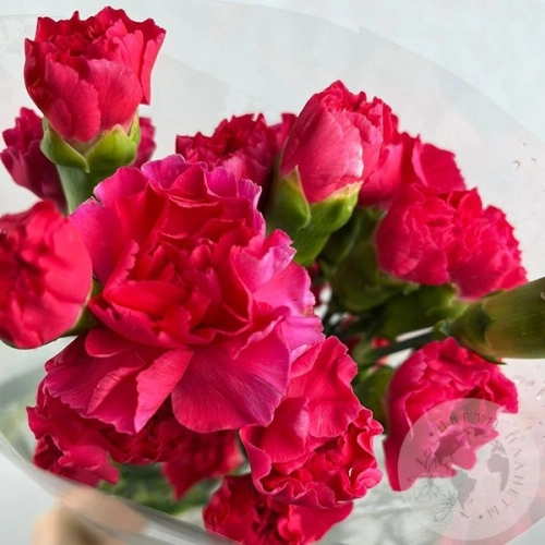 11 кустовых гвоздик розовых в магазине Цветы Планеты