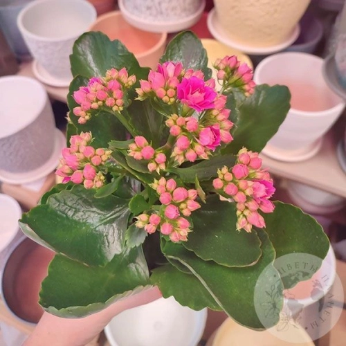 Каланхое в магазине Цветы Планеты