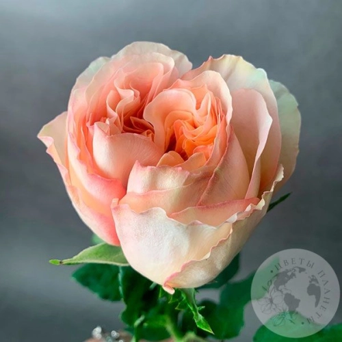 Пионовидная роза кремовая 40 см. Пионовидная роза кремовая 40 см. в магазине Цветы Планеты