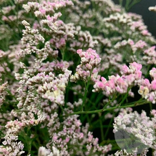 Лимониум розовый 13 шт. в магазине Цветы Планеты