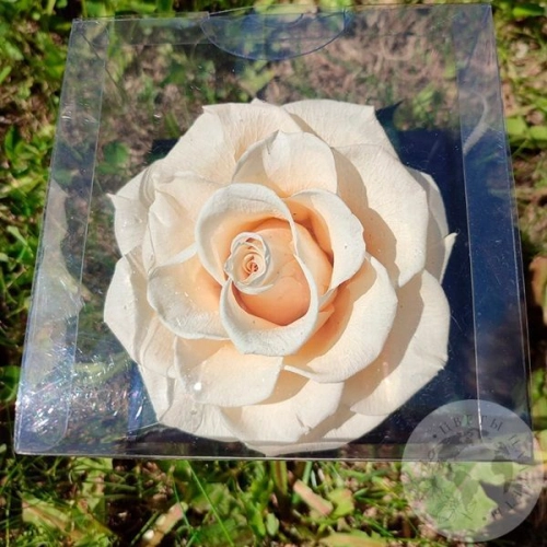 Стабилизированная роза белая в магазине Цветы Планеты