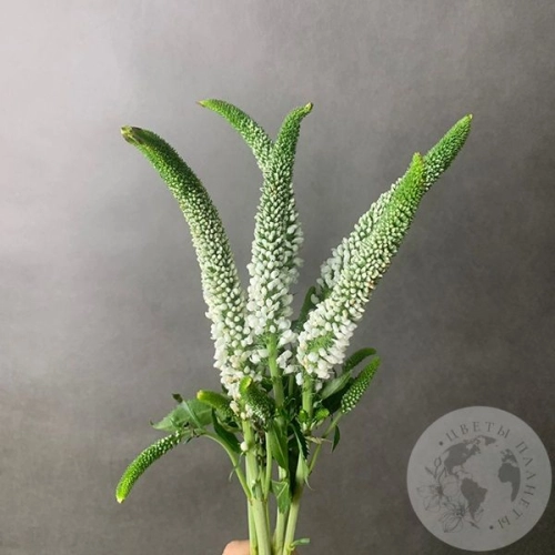 Вероника белая 5 шт. в магазине Цветы Планеты