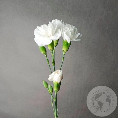 Гвоздика кустовая белая в магазине Цветы Планеты