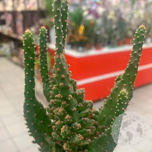 Кактус мини