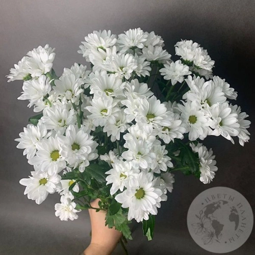 11 белых Сантини в магазине Цветы Планеты