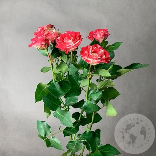 Кустовая роза бело-розовая 60 см. в магазине Цветы Планеты