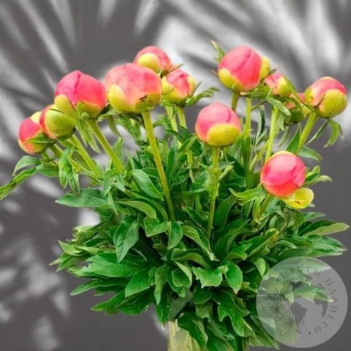 11 пионов в магазине Цветы Планеты