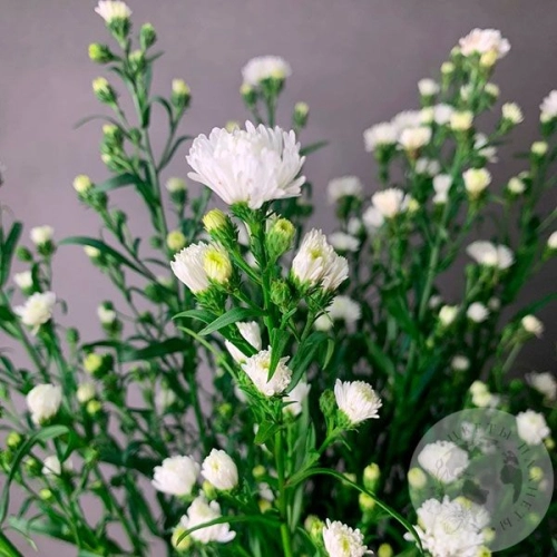 Астер белый 11 шт. в магазине Цветы Планеты