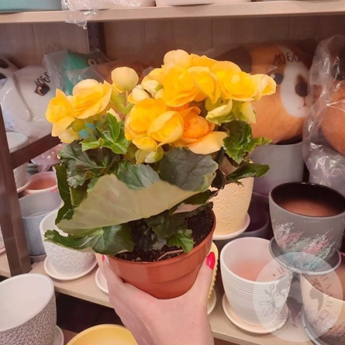 Бегония в магазине Цветы Планеты