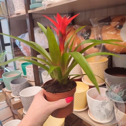 Гузмания комнатная в магазине Цветы Планеты