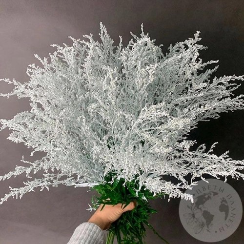 9 Солидаго белых в магазине Цветы Планеты