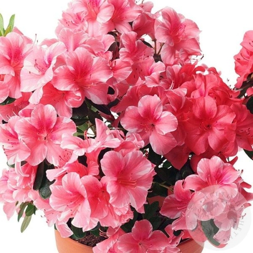 Азалия розовая