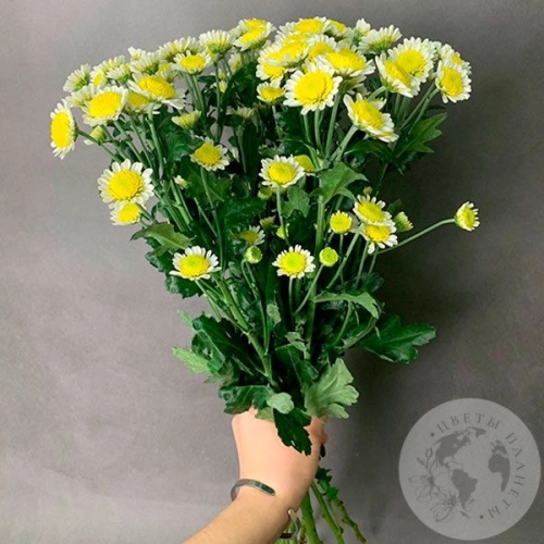 11 Сантини бело-желтых