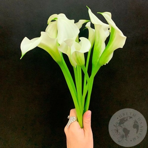 Каллы белые 9 шт.