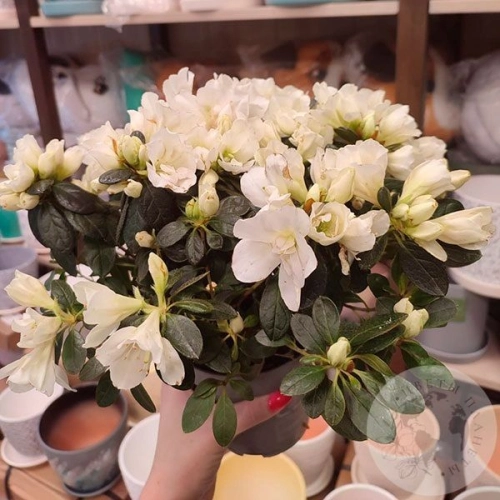 Азалия белая в магазине Цветы Планеты