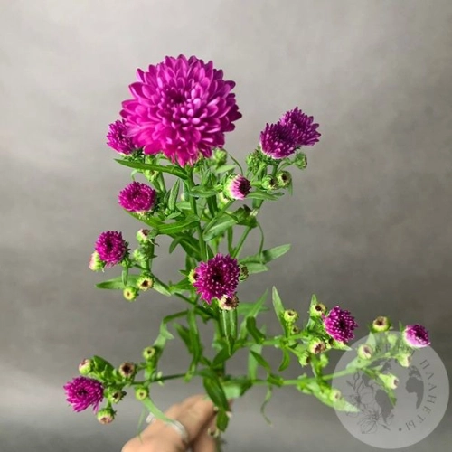 Астер розовый в магазине Цветы Планеты