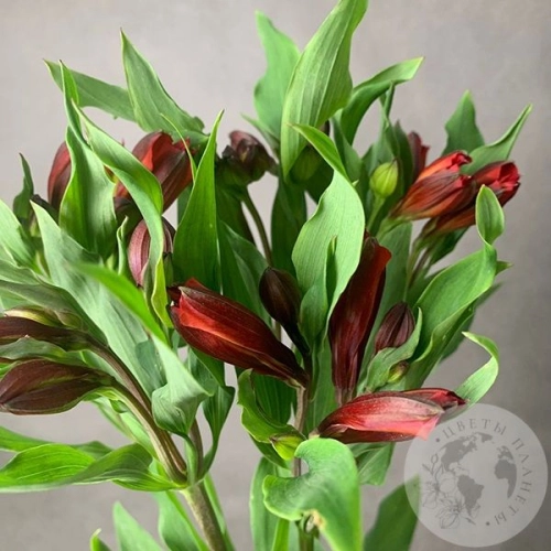 5 Альстромерий красных