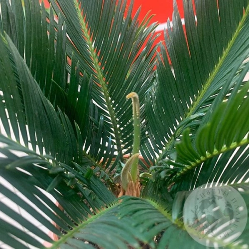 Цикас Революта