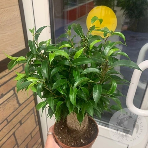 Фикус Наташа