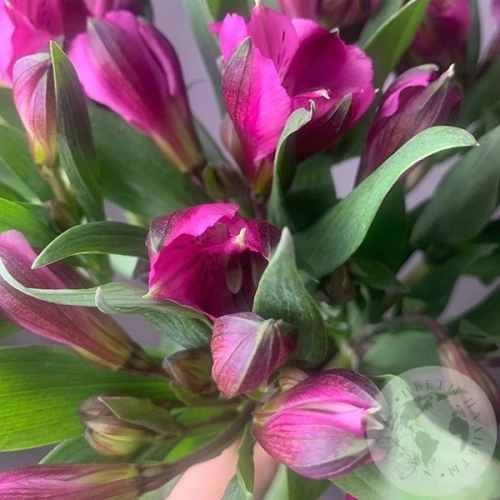 7 Альстромерий ярко-розовых