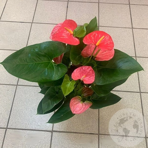 Антуриум или Мужское счастье в магазине Цветы Планеты Антуриум или Мужское счастье