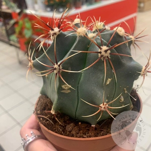 Ферокактус Эмори