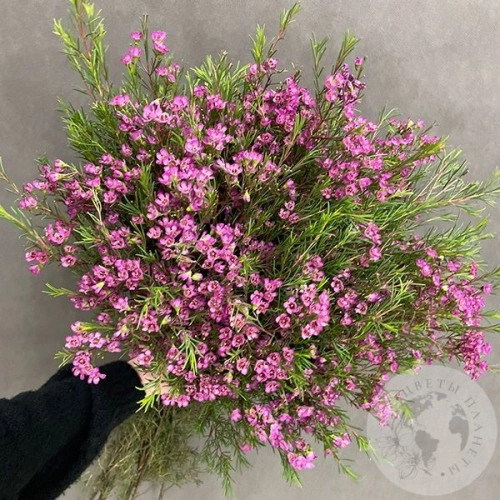 Хамелациум 15 шт. в магазине Цветы Планеты