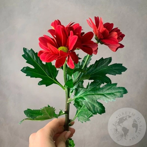 Хризантема кустовая красная